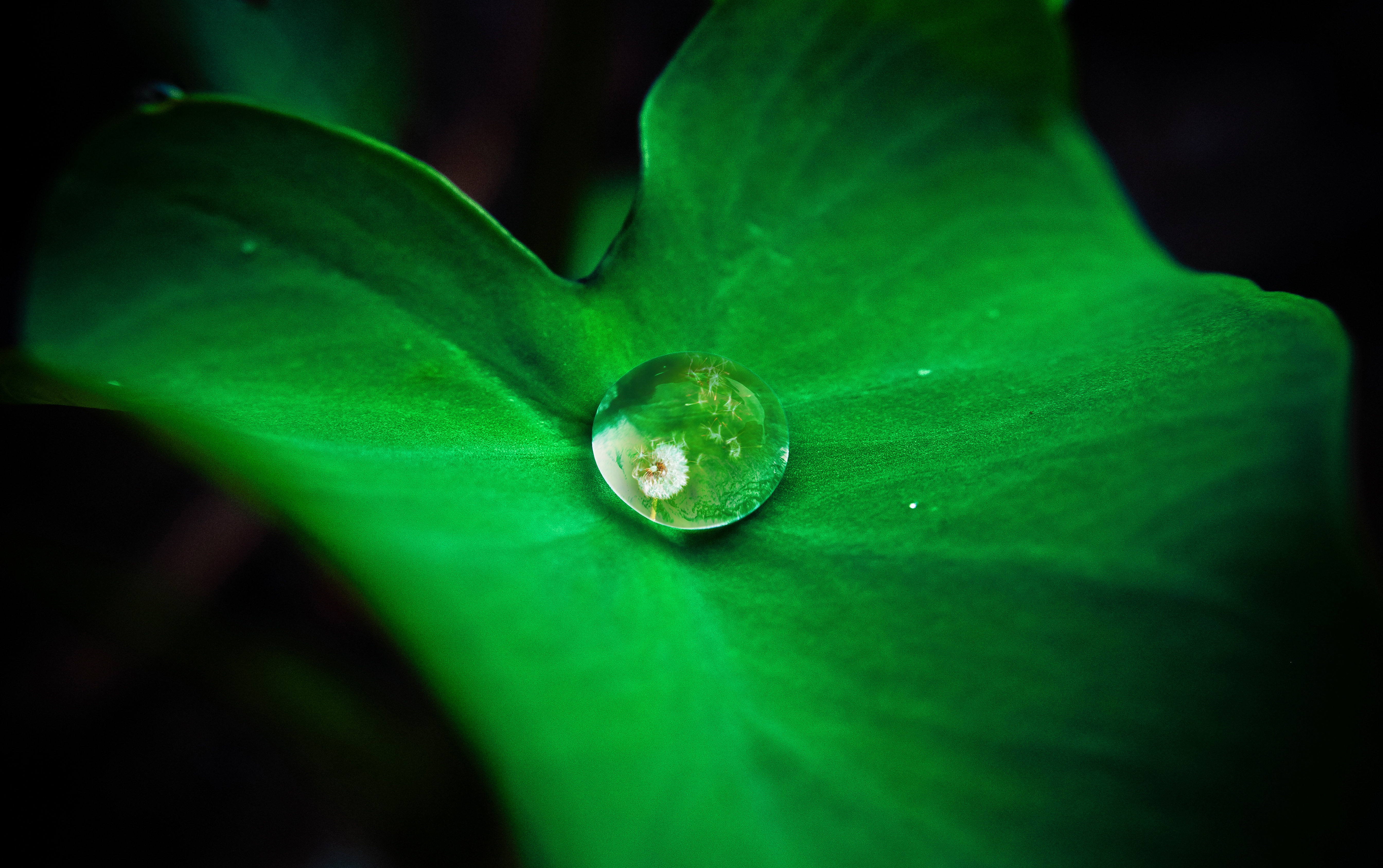 water drop on leaf.jpg
